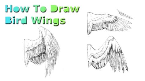 How To Draw Bird Wings Youtube