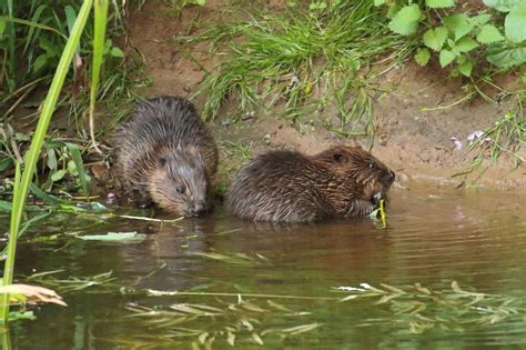 Devon's Wild Beavers - a Environment crowdfunding project in Exeter by
