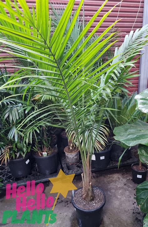 Ravenea Majestic Palm 12 Pot Hello Hello Plants And Garden Supplies
