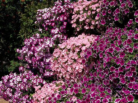 Doch nicht jede pflanze fühlt sich in prallem sonnenlicht wohl, einige zimmerpflanzen bevorzugen einen kühlen. Traum in pink | Topfpflanzen, Pflanzen, Garten