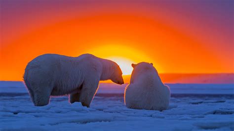 🔥 Download Polar Bear Wallpaper Hd Photos Live Hq By Brooket47 Polar