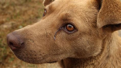 Dolor Y Lágrimas ¿pueden Llorar Los Perros ~ Mascotas Virtuales