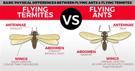Why Flying Ants Day Happens And How To Know Its Not Termites