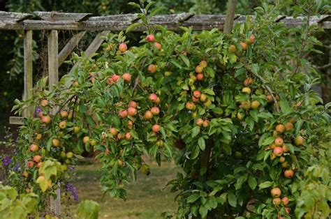 Comment Choisir Les Arbres Fruitiers Pour Votre Jardin