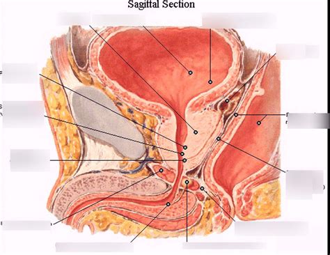 Male Reproductive System Sagittal View Diagram Quizlet