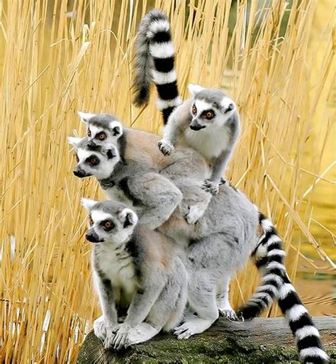 Lemurs Pixdaus Post By Jujuba The Animals Nature Animals Baby