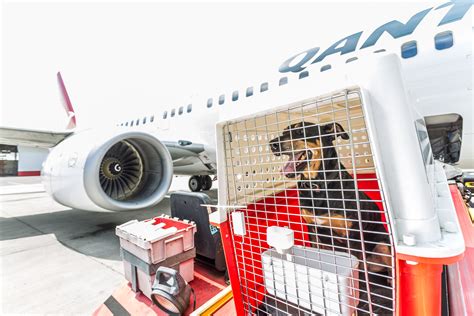 Pets Qantas Freight