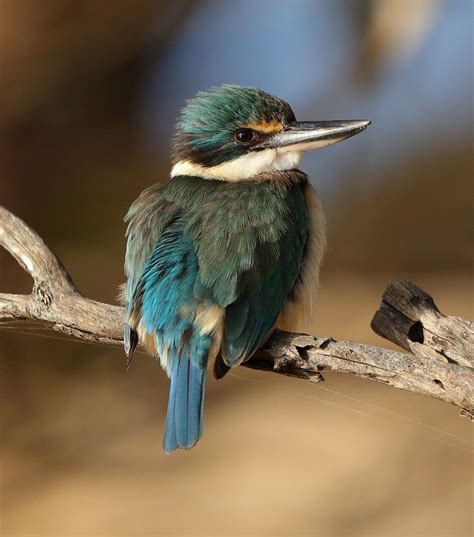Trick Of The Light Sacred Kingfisher Australian Geographic