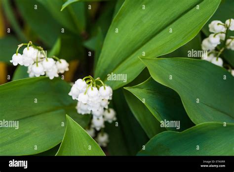 Convallaria Majalis Lily Of The Valley Stock Photo Alamy