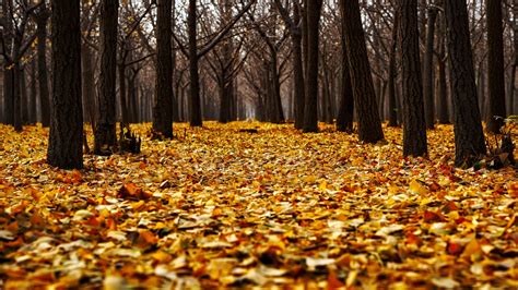 Free Images Landscape Nature Forest Path Leaf Fall Walkway