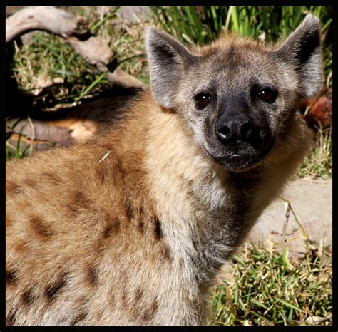 Hyena Portrait San Diego Zoo Tinyfroglet Flickr
