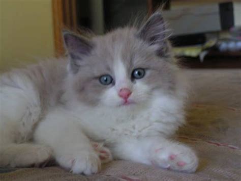 Adopt petunia a calico or dilute calico ragdoll / mixed (long coat) cat in. Purebred Ragdoll kittens, central Michigan area for Sale ...