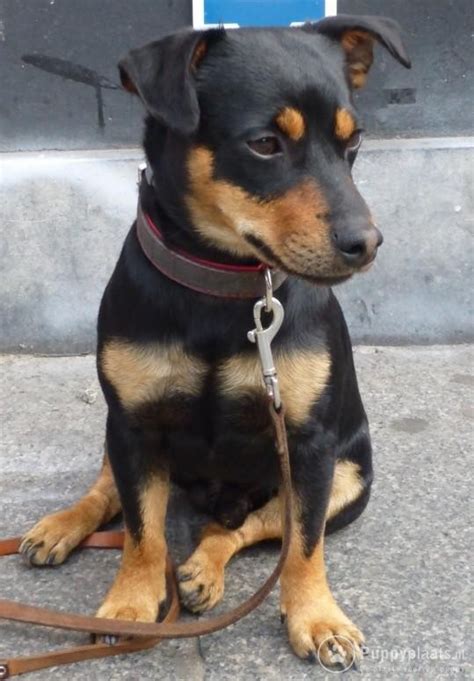He was being treated for burns and smoke inhalation, and he went into cardiac arrest (a widowmaker's heart attack). Puppyplaats.nl - Dekreu Jack Russel black en tan - Jack ...