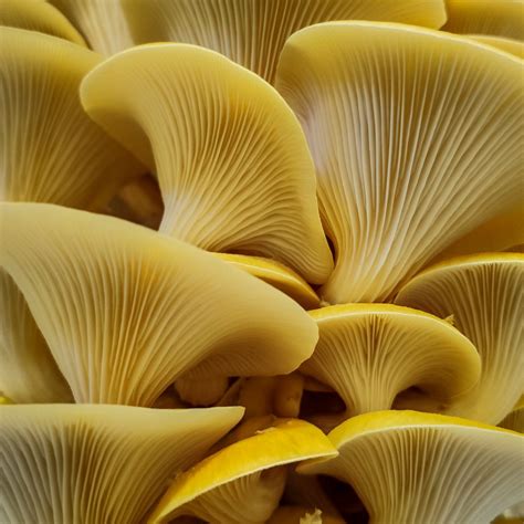 Yellow Oyster Mushrooms - 1kg - The Mushroom Guys | Perth freshly ...
