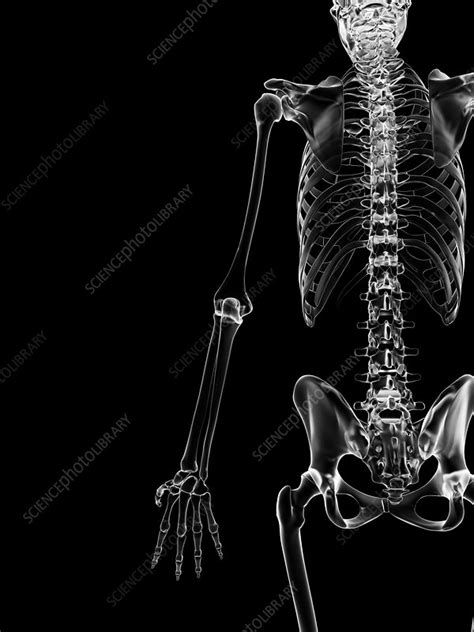 Human Skeletal System Illustration Stock Image F0126946 Science