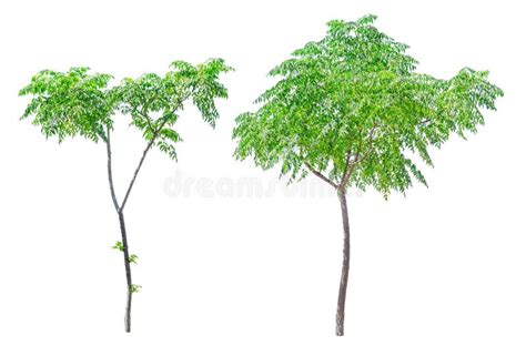 Small Green Trees Isolated Stock Photo Image Of Sapling 75553188