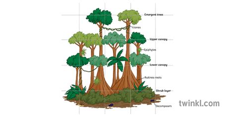Diagrama Estructura Bosc Tropical Arbres Etiquetats Plantes Ecosistema