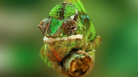 Wallpaper Chameleon, color change, lizard, Veiled chameleon, Panther ...