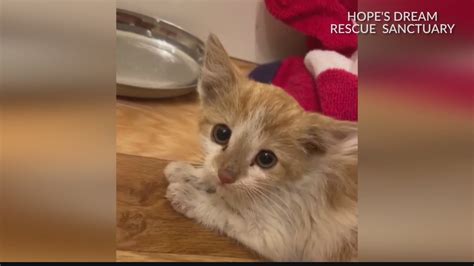 Kitten Rescued From Storm Drain During Rainstorm Youtube