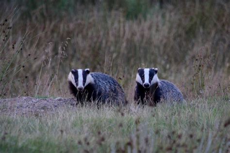 Two Badgers After Years Of Searching And Hours Of Waiting Flickr