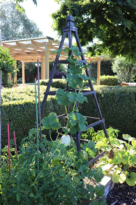 Diy Project A Climbing Frame For Plants With An Artistic Twist