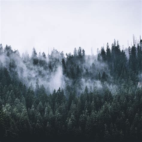 Foggy Mountain Forest Wallpapers Top Free Foggy Mountain Forest