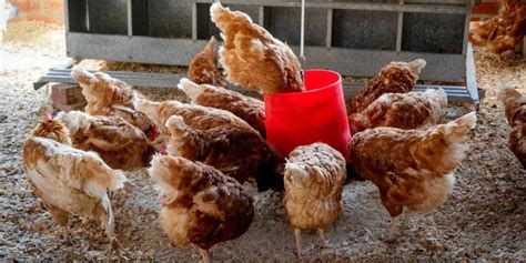 How To Maintain The Right Temperature For Chickens Sorry Chicken