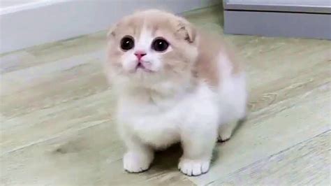 This Munchkin Kitten Will Melt Your Heart With Cuteness Munchkin
