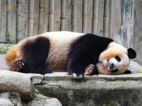 Panda Monium In Chengdu Feetdotravel