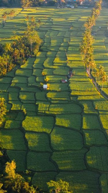 Beautiful Rice Field In Bali 🌾🛖 In 2023 Vacation Life Best Vacations