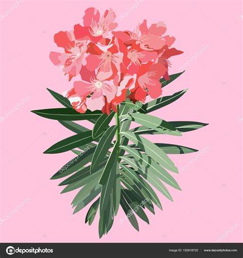 Sweet Oleander Pastel Pink Stock Vector By ©summercandy 193918720