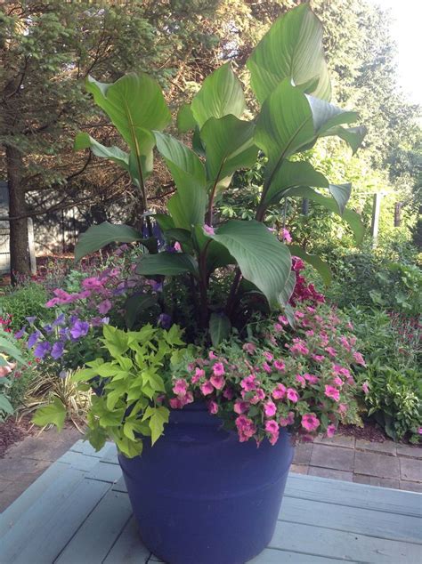 This summer plant a canna in a pot on your porch and you'll have a beautiful, tropical look no matter where you live!interested in learning more about. 66 best images about Canna Planters on Pinterest ...