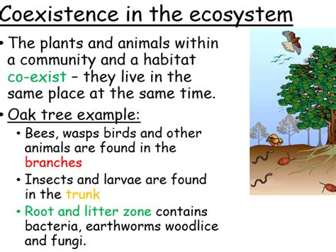 Roles In An Ecosystem Teaching Resources