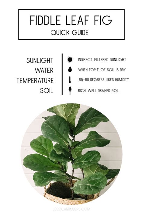 5 Tips For Keeping Your Fiddle Leaf Fig Plant Thriving Fig Plant