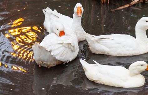 A Flock Of Ducks And Geese Of White Color With Yellow Beaks Close Up