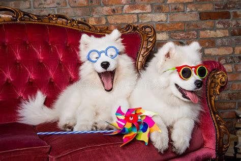 Funny White Samoyed Dogs Puppies On The Red Luxury Couch Stock Photo