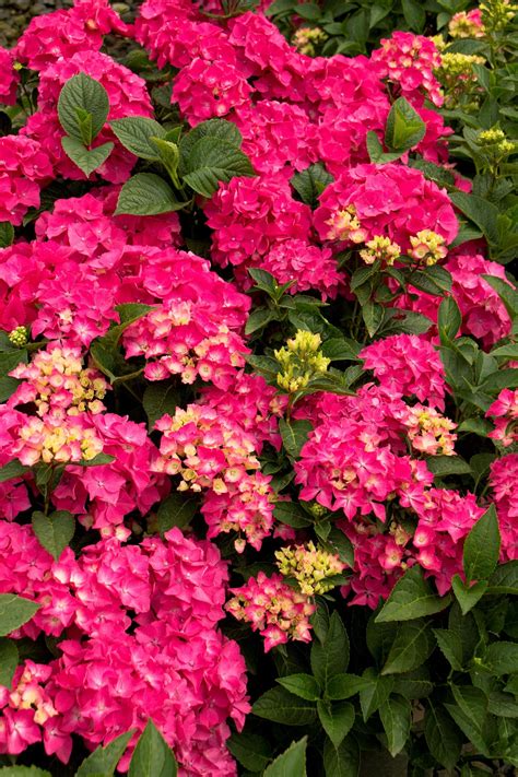Clematis heracleifolia 'pink dwarf' is een lage heesterachtige, halfverhoutende vaste plant met grote zacht aanvoelende groene bladeren. Pink Elf® French Hydrangea | French hydrangea, Dwarf ...