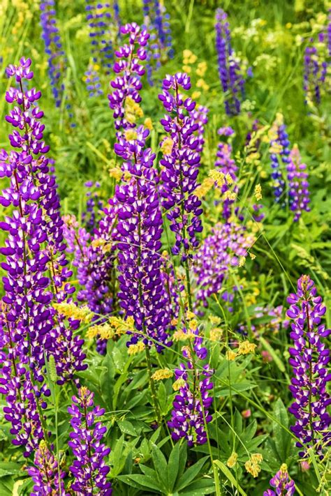 Summer Green Field With Lupine Flowers Stock Photo Image Of Nature