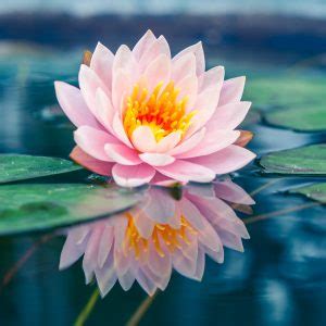 Questi piccoli regali la faranno sentire speciale nel giorno del suo compleanno. 6 fiori portafortuna per il 2017! | Fito