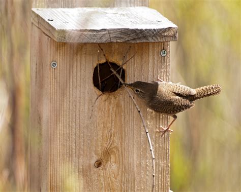 Mar 24, 2016 · the nest is in karen's bathroom. The Industrious House Wren | Prdseed