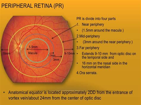 Retina And Layers