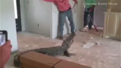 Massive Alligator Found Living In Louisiana House 6abc Philadelphia