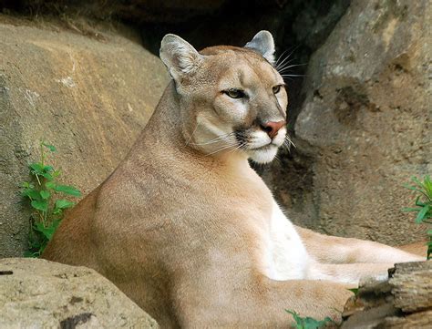 Video Seeing Is Believing — Cougar Caught On Camera In Michigan Great Lakes Echo