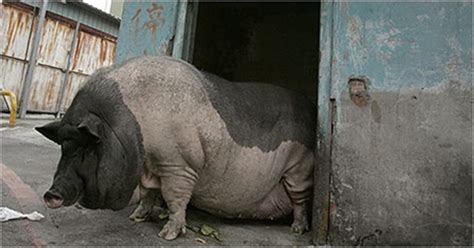 Natural Wonders The Worlds Top 10 Fattest Animals