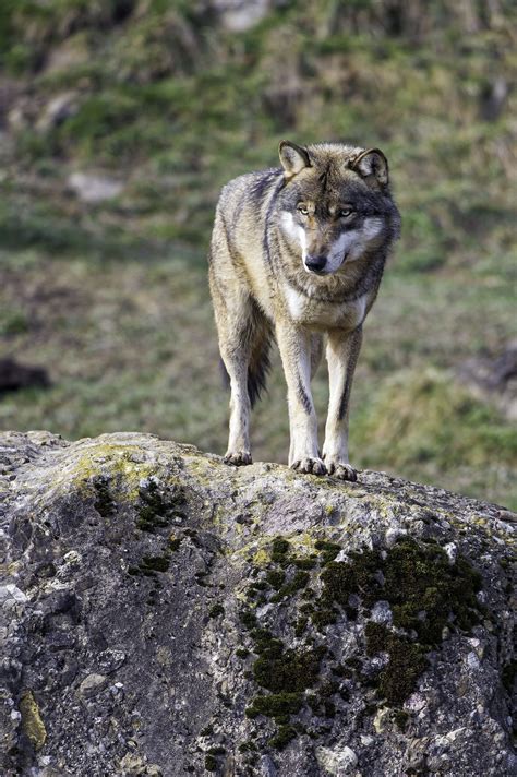 Wolf On The Rock Beautiful Wolves Wild Wolf Pet Birds