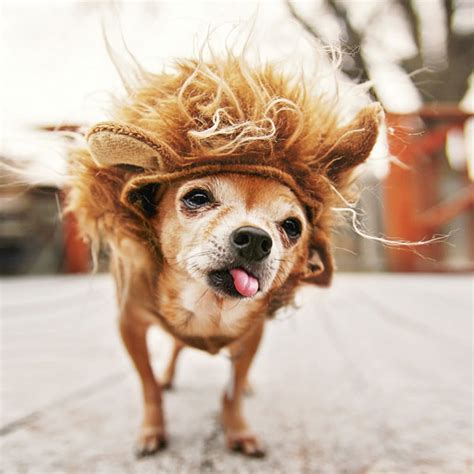 Pick the cutest dog images and download for free for your phone, desktop or website. And Now, 11 Crazy Pictures of Dogs in Costumes