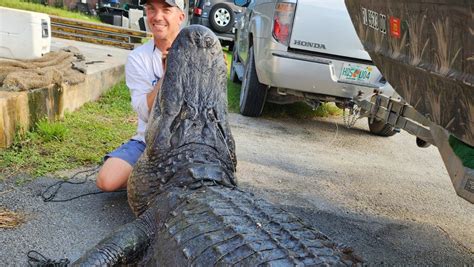 See The 920 Pound 13 Foot Alligator Caught In Central Florida