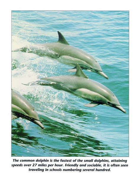 Common Dolphin Pod Delphinus Delphis 참돌고래 Display Full Image