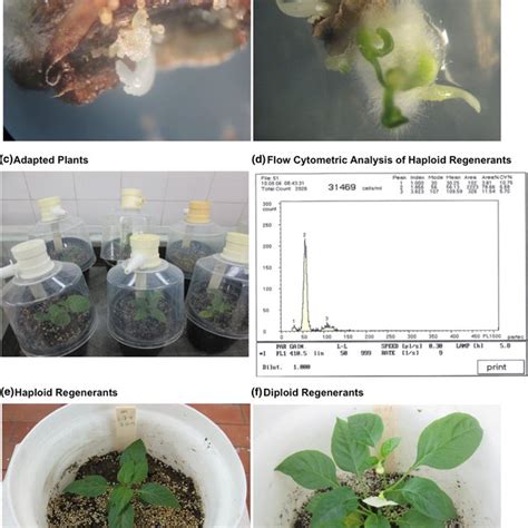 Stepwise Protocol Of Pepper In Vitro Anther Culture Androgenesis To