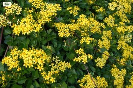 Tra sempreverdi resistenti, piante invernali da esterno in vaso e fiori che durano tutto l'anno, arredare uno spazio verde è abbastanza semplice. Pianta Rampicante Con Fiori Gialli